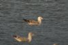 Caspian Gull at Hole Haven Creek (Steve Arlow) (55620 bytes)